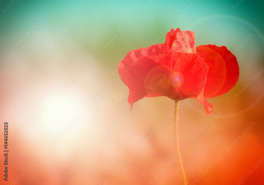 Sticker beautiful poppies in spring with beautiful bokeh