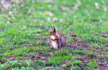 Squirrel jumping in the trees and playing in the park.