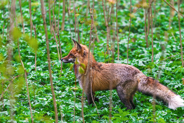 A wild fox walks in the city's spring park.