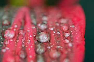 Macro water drops in a red leaf