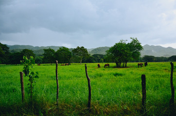 Fototapeta na wymiar A green field with cows