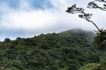 Landscape Rain Forest