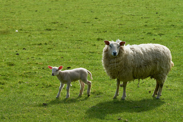 Fototapeta premium Sheep and lamb on the green grass 