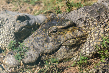 Obraz premium Close up photo of resting group of aligators.