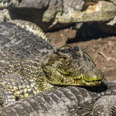 Close up photo of resting group of aligators.