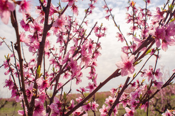 blooming peach trees