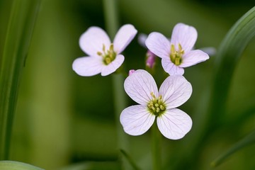Fototapeta premium White flower at the green background