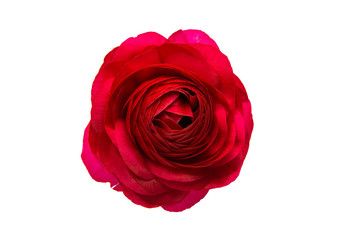Fototapeta premium beautiful buttercup flower isolated