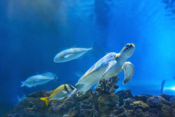 Big sea turtle and fishes in oceanarium
