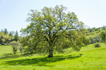 Fototapeta na wymiar Spring Oak