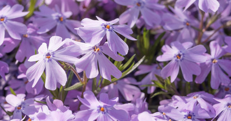 Purple Flowers Spring Background