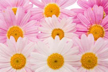 Flowers of a pink daisy isolated