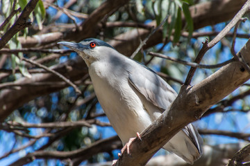 Night heron sitting in a tree