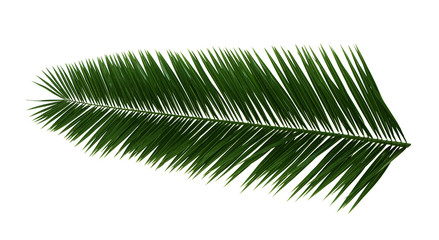 Fototapeta premium Palm leaf on white background