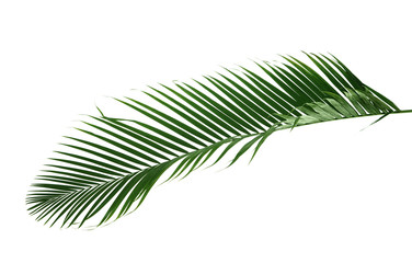 Fototapeta premium Palm leaf on white background