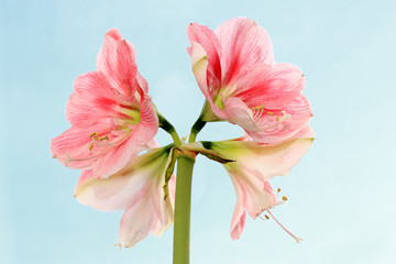 Amaryllis 4-fach freigestellt vor blauem Hintergrund