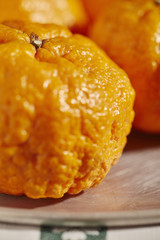 Colossal Gold Nugget Tangerines, a variety from California, USA