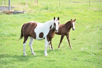 Two Horses