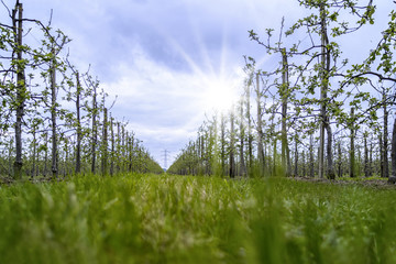 Fototapeta premium Young apple farm
