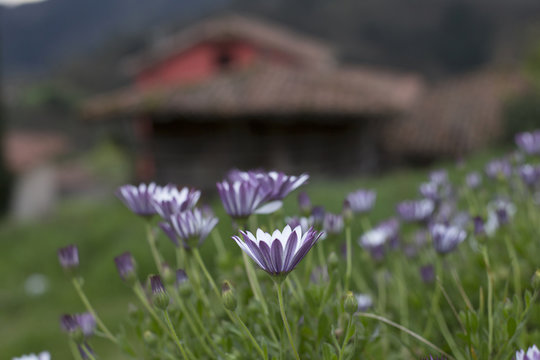 Flowers and h&oacute;rreo