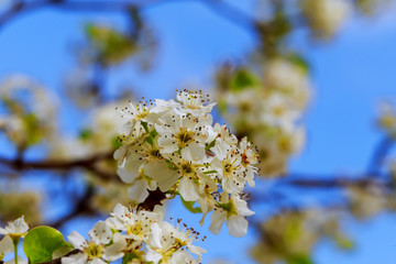 apple blossoms in spring on white background
