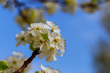 Beautiful spring flower