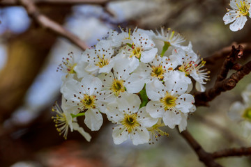 cherry blossom, Japanese spring scenics Spring flowers