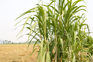 Fototapeta premium group of cane and field with sky and water
