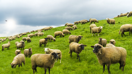 Obraz premium Sheeps in nature on green meadow