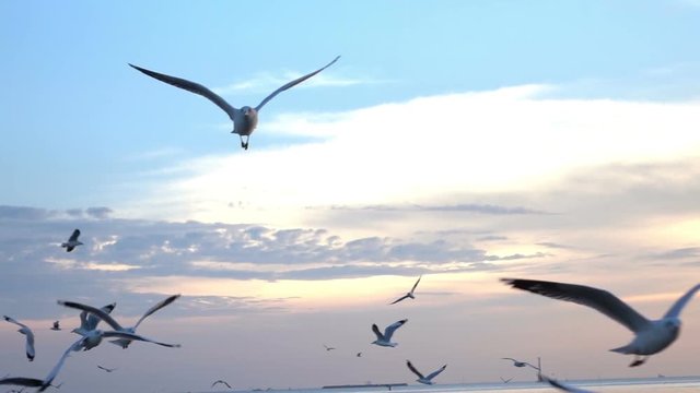 Birds flying at sea in sunset