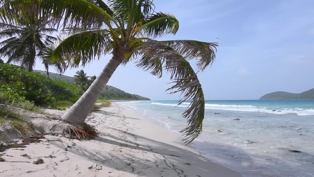 Short coconut palm blowing in wind on Zoni Beach in Isla Culebra