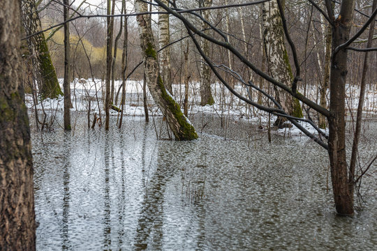 Texture of melt water in early spring forest. Reflections of trees in the water. Last snow on the ground and green moss on trees.