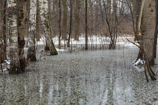 Texture of melt water in early spring forest. Reflections of trees in the water. Last snow on the ground.