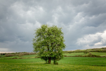 Fototapeta na wymiar un grand arbre vert avec des fleurs blanches , isolé sous un ciel d'orage