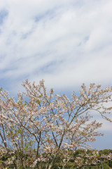 青空と白い雲と桜の木