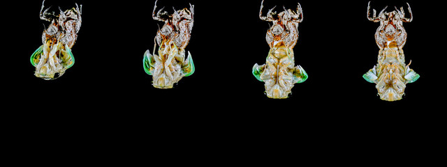 蝉の羽化(cicada)