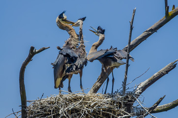 Three Young Blue Herons  feeding from parent on nest 
