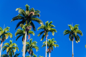 Tall palms in Botanical Garden of Rio de Janeiro, Brazil