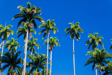 Fototapeta premium Tall palms in Botanical Garden of Rio de Janeiro, Brazil