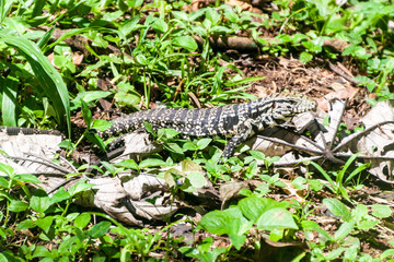 Lizard in National Park Iguacu, Brazil