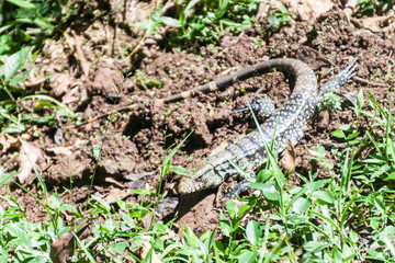 Lizard in National Park Iguacu, Brazil