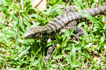 Lizard in National Park Iguacu, Brazil