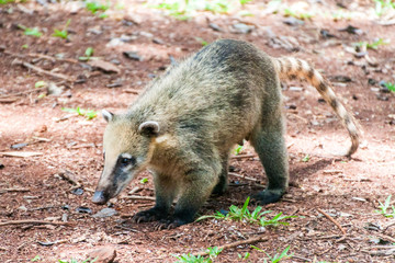 Coati at Iguacu (Iguazu) falls on a border of Brazil and Argentina