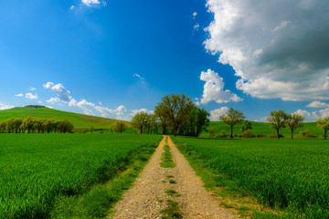 View of Tuscany countryside in spring