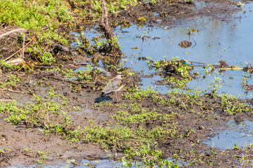 Southern lapwing (Vanellus chilensis) in Esteros del Ibera, Argentina