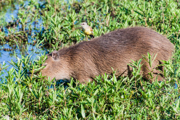 Fototapeta premium Capybara with flycatcher on its back, Esteros del Ibera, Argentina