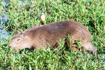 Capybara with flycatcher on its back, Esteros del Ibera, Argentina