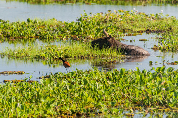 Capybara with flycatcher on its head, Esteros del Ibera, Argentina. Wattled jacana also present.