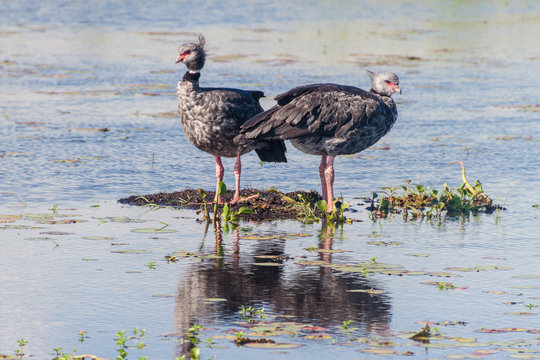Southern screamer (Chauna torquata) in Esteros del Ibera, Argentina