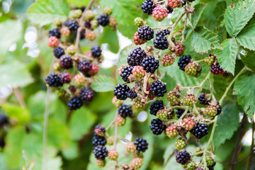 Blackberry bush near Frutillar village, Chile